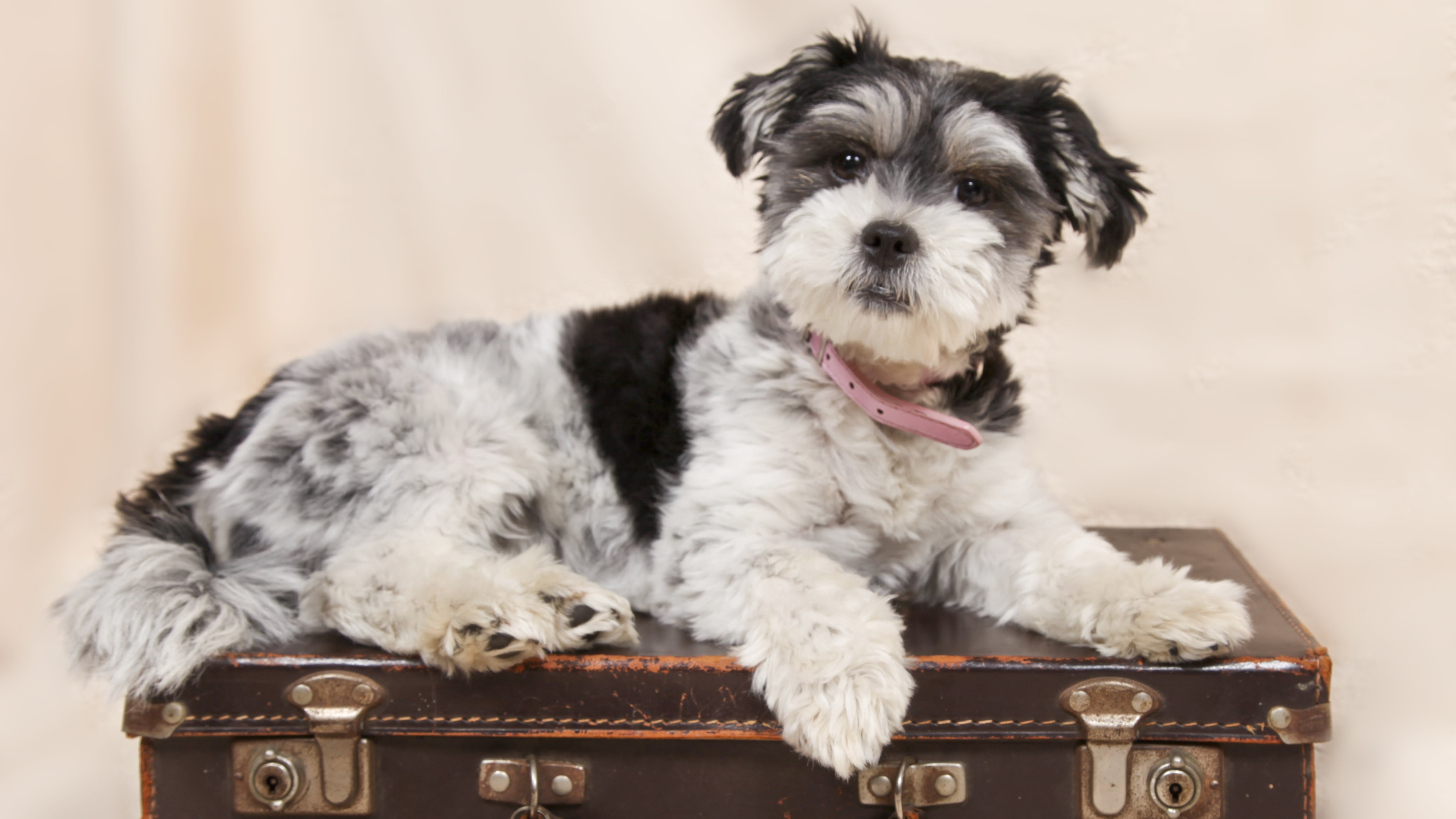 what vaccinations do dogs need to travel