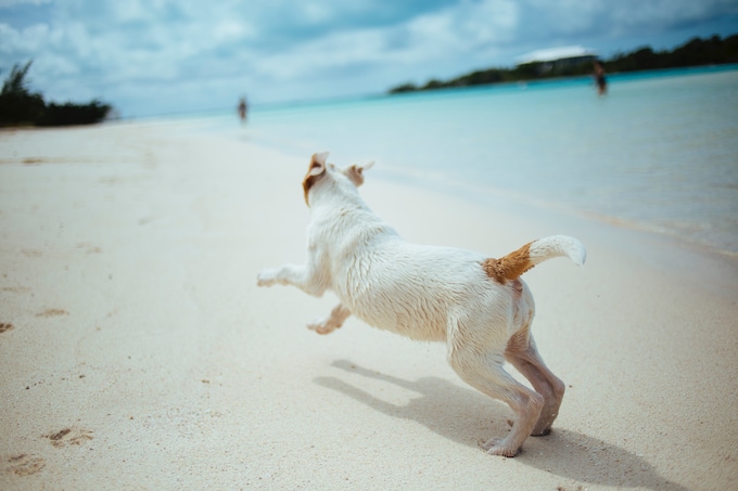 artilleri backup organisere Hunden med på ferie, tips til ferie med hund | Vrbo Danmark