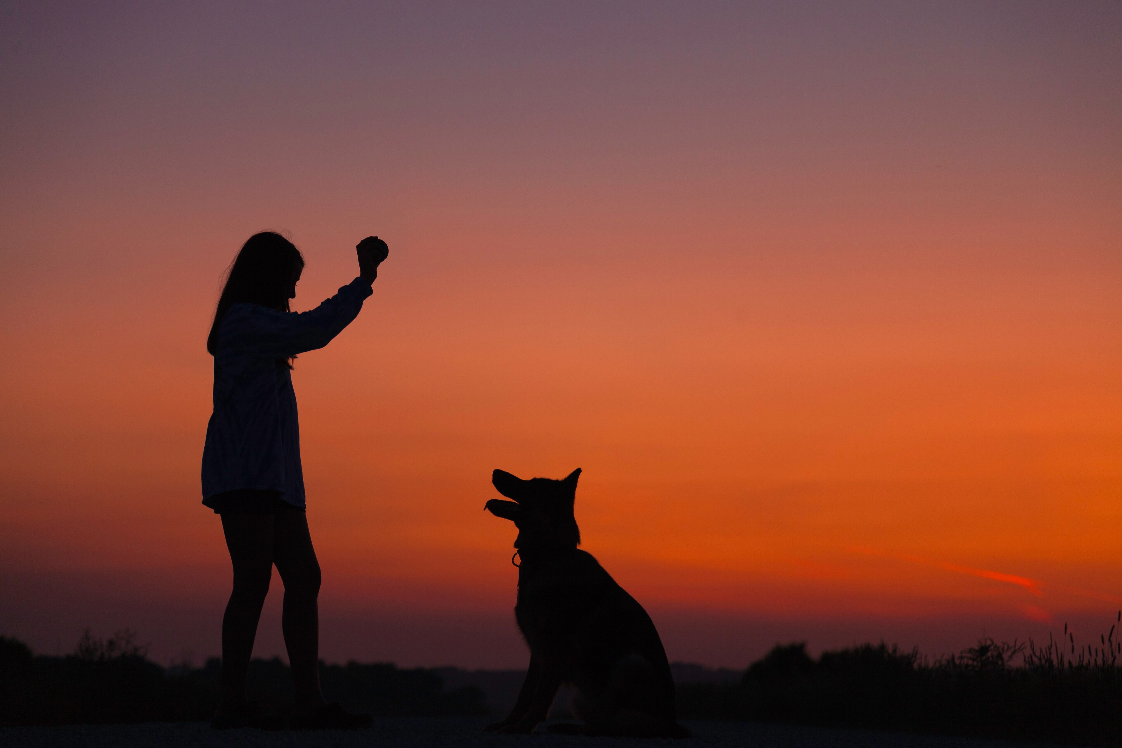 øge skrivning Har lært Top 10 hundestrande til ferien med hund | Vrbo Danmark