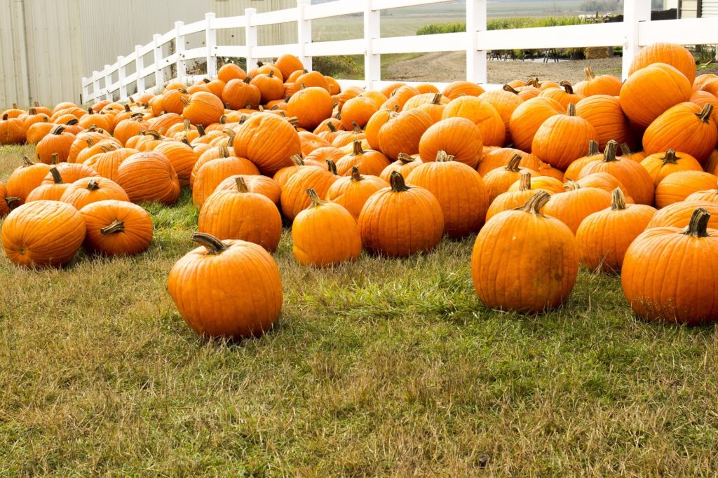 pumpkin patch in downey california